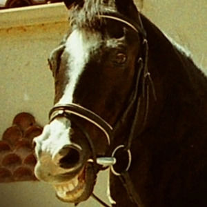 Meet your Posher, Troy